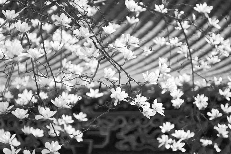 天水雙玉蘭堂，吟杜甫詩(shī) 煎泉水茶 賞白石書(shū)法