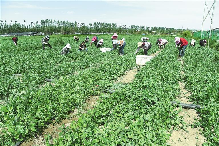 臨夏縣百益現(xiàn)代農(nóng)業(yè)公司種植的500多畝豌豆苗、甜豆等進(jìn)入豐產(chǎn)期