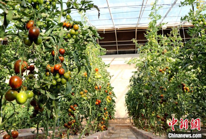 12月14日，甘肅省武威市民勤縣紅旗谷現(xiàn)代農(nóng)業(yè)產(chǎn)業(yè)園，溫棚內(nèi)“水果西紅柿”長勢良好?！●R愛彬 攝