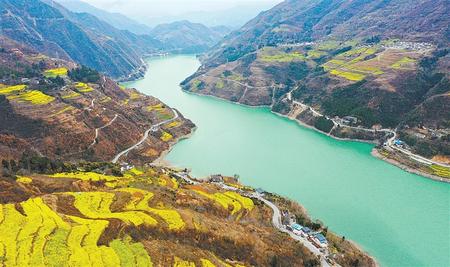 隴南文縣碧口鎮(zhèn)境內大片的油菜花次第綻放