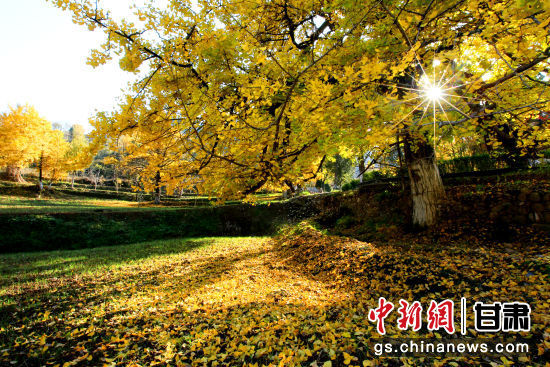隴南徽縣銀杏樹(shù)最美的時(shí)候，當(dāng)屬每年的10月至11月。圖為樹(shù)葉已染黃的銀杏樹(shù)。張承榮 攝