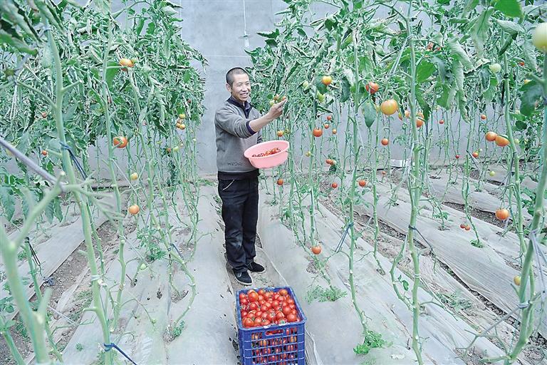 臨夏縣尹集、刁祁鎮(zhèn)易地扶貧搬遷后續(xù)產(chǎn)業(yè)園有日光溫室534座