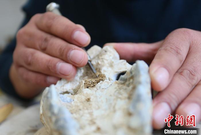 2022年6月，在和政古動(dòng)物化石博物館內(nèi)，古生物化石修復(fù)師對(duì)化石進(jìn)行修復(fù)。(資料圖) 高展 攝