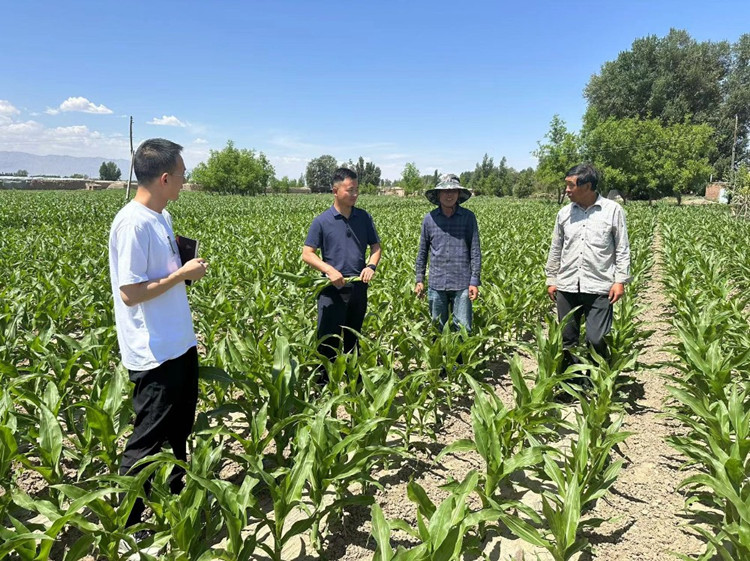 臨澤縣蓼泉鎮(zhèn)紀(jì)委工作人員深入田間地頭，現(xiàn)場了解玉米制種長勢和產(chǎn)業(yè)發(fā)展情況。.jpg